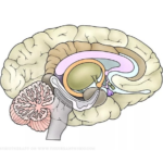 How Chronic Stress Alters Brain Function: A Deep Dive into Mental Health Research