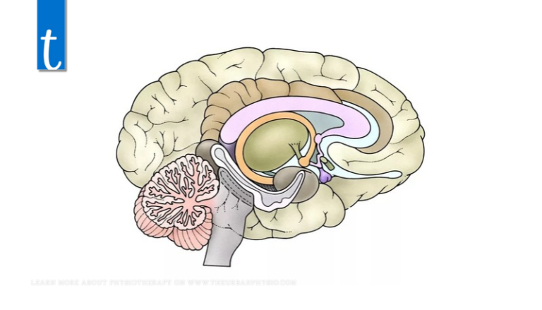 How Chronic Stress Alters Brain Function: A Deep Dive into Mental Health Research